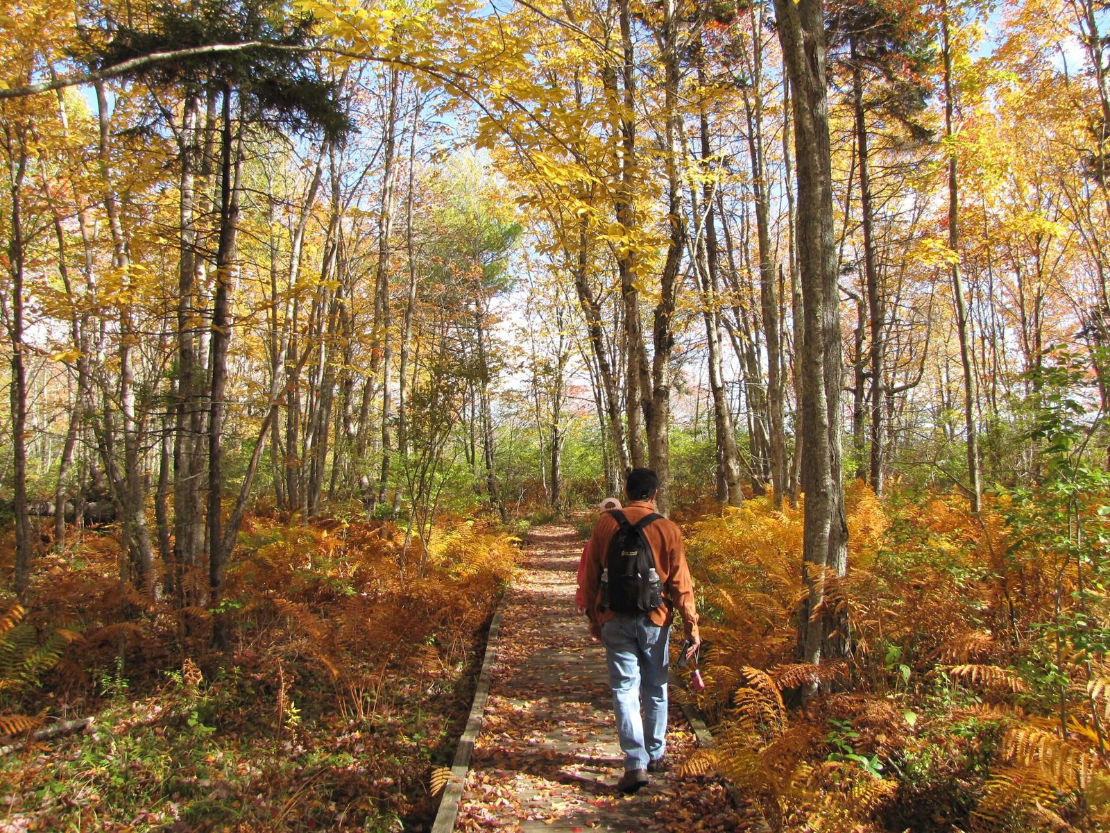 The Power OF Forest Bathing (Shinrin-yoku)